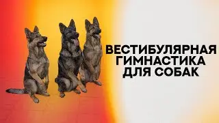 Вестибулярная гимнастика для собак. Vestibular gymnastics for dogs.