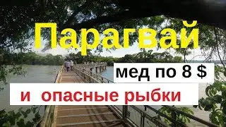 Пчеловодство Парагвая. Цены на мед.