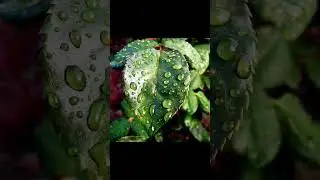 Секретная подкормка растений.