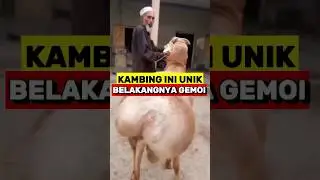 Domba Yang Unik Punya Pantat Gemoy‼️