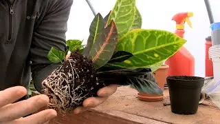 Repotting a Houseplant | Pothos and Croton - Rootbound with a Mass of Roots