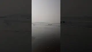 Собаки на пляже. Морджим