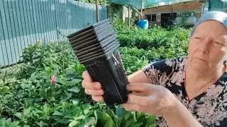 укоренение гортензии ФРЕНСИ БЛЮ 16.08.2024г