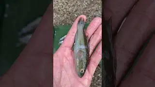 The BEST Tasting Fish (You've Never Eaten Before)