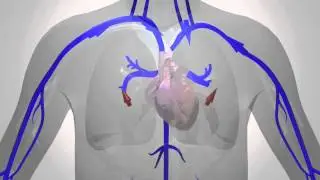 Blood Flow in the Human Body