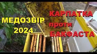 Скільки меду дали бджолопакети? Карпатка і бакфаст. Підсумки медозбору 2024