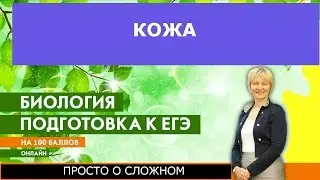 Кожа. ЕГЭ и ОГЭ по биологии