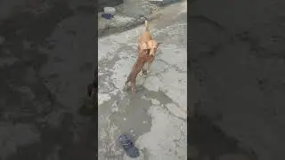 Kombai  Puppy - Maruthu Playing with Maana  Street dog