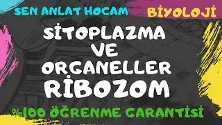 YKS HÜCRE KONU ANLATIMI | 9 | SİTOPLAZMA VE ORGANELLER- RİBOZOM | TYT BİYOLOJİ ✅