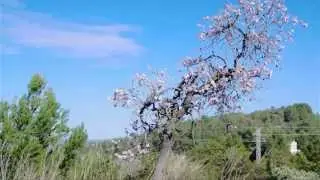 Visions of Ibiza - Magic Island! :)