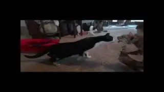 трусливый коты