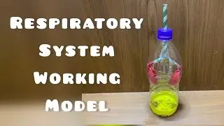 Respiratory System Working Model Grade 3 Students / School Science Project Respiratory System