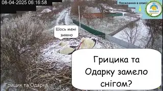 Лелеки в снігу 🥶❄️