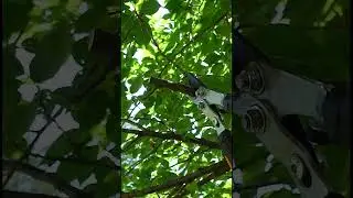 Tree Trimming Basics - Your Trees are Going to Thank You!