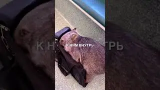 Милые существа вомбаты