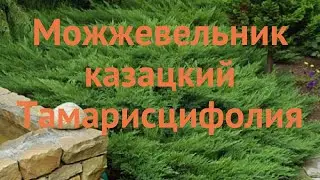 Можжевельник казацкий Тамарисцифолия 🌿 обзор: как сажать, саженцы можжевельника Тамарисцифолия