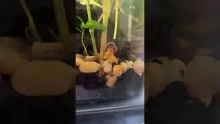 Rabbit Snail in 40 Gallon Betta Sorority #short #freshwateraquarium