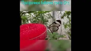 Прозрачная или стеклянная бабочка Greta oto #Shorts