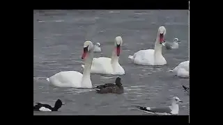 Лебеди в Актау