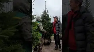 Купить елку. Посадка Крупномеров 