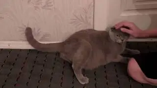 Как рожает кошка. Видео про кошку и рождение котят.