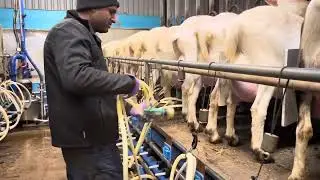 Milking 1000 Saanen Goats Farm in the uk | Milking parlour for Goats/cattle