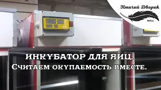 Инкубатор для яиц.  Считаем окупаемость вместе