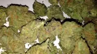 Girl Scout Cookie Strain