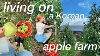 staying on an apple farm in the Korean countryside 🍏 life in korea vlog