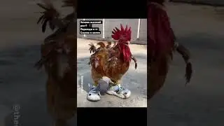 🤣 им подходит 