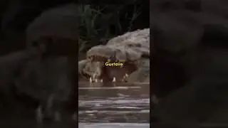 300 Orang Dimangsa Oleh Buaya Ini ! : Buaya Gustave 