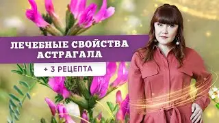 Астрагал: лечебные свойства травы (Травяная Магия) + 3 рецепта