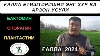 ҒАЛЛА ЕТИШТИРИШНИ ЭНГ ЗУР ВА АРЗОН УСУЛИ! Спорагин, Бактомин, Плантастим. Химоя,Биоазот,Биостимутор