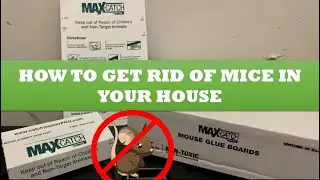 How To Get Rid Of Mice In Your House Using Mouse Glue Boards