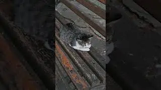 Cute cat😍😘🥰