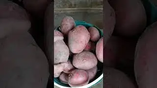 Сорт картофеля 