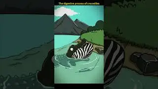 #crocodiles #digestive #foryou #fyp