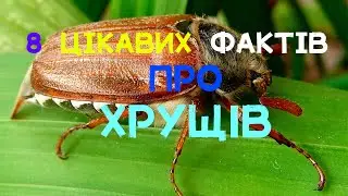 8 цікавих фактів про ХРУЩІВ. Травневий ХРУЩ, яйця ХРУЩА, швидкість польоту ХРУЩА. 