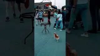 Архипо Осиповка. Шпиц  и попугай