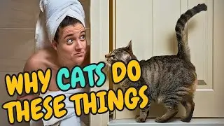 Cat Confused? Top 9 Things Humans Do That Baffle Your Kitty / Cat World Academy