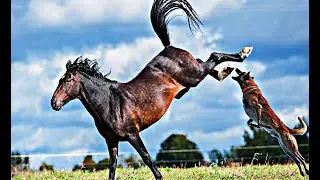 30 Moments Stupid Dogs Get Painful Kick From Horses | Horse vs Lion