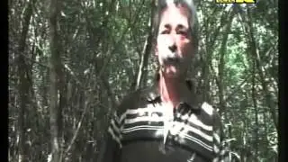 Tele K Biomasa de Marabú