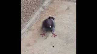 let me tell you bitches something