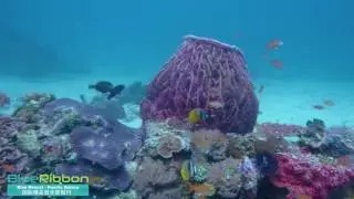 Puerto Galera Diving, Philippines, Sabang Wrecks