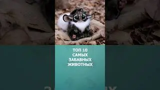 Топ 10 самых забавных животных #животные #топ10 #комарик #интересное #шортс #shorts