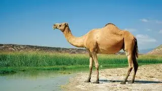 Camel Sounds ।। Camel Sound Effect