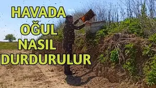 HAVADA ARI OĞUL NASIL YAKALANIR | YAKALADIKTAN SONRA YAPILACAKLAR NE FAYDA