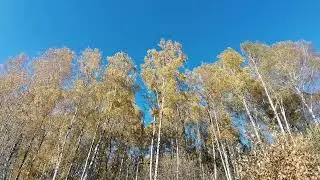 осень, осень, ну давай у листьев спросим (цэ)