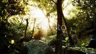 Red Deer Stag in Forest | Motion Graphics - Envato elements