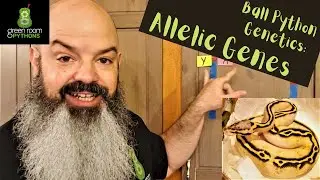 Ball Python Genetics: Allelic Genes